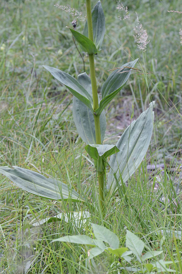 Gentiana lutea subsp. symphyandra / Genziana ad antere saldate